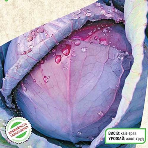 Насіння Капуста Florium червонокочанна Мілана (7506) - фото 2 Насіння Капуста Florium червонокочанна Мілана (7506) - фото 2