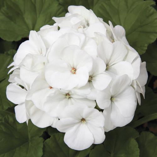 Семена цветов Syngenta Пеларгония садовая Maverick White 50 шт. (BN01645-3)
