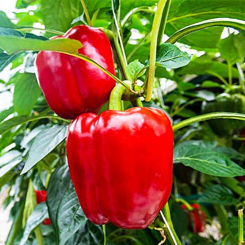 Семена Перець Florium солодкий Червоний Аугсбург (18748)