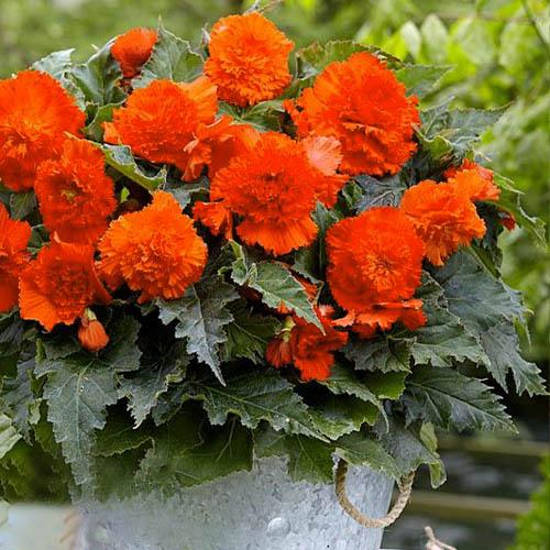 Бегония Florium Fimbriata Оранжевый (2594)