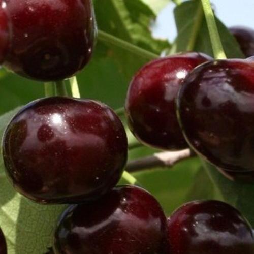 Сажанець Вишня Ксенія літній сорт середньостиглий термін дозрівання (25618)