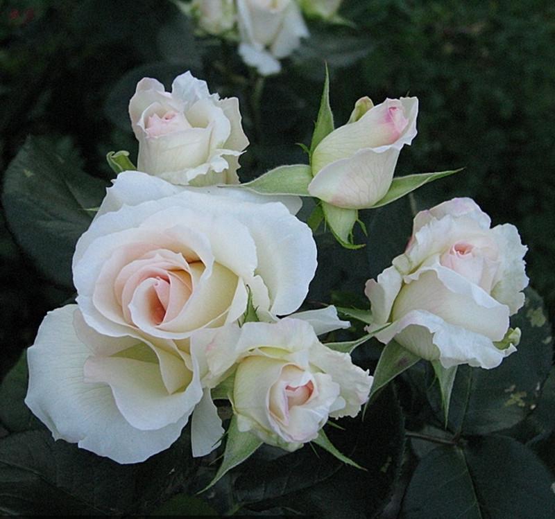 Троянда Шневальзер Плетиста (2558766773) - фото 3 Троянда Шневальзер Плетиста (2558766773) - фото 3