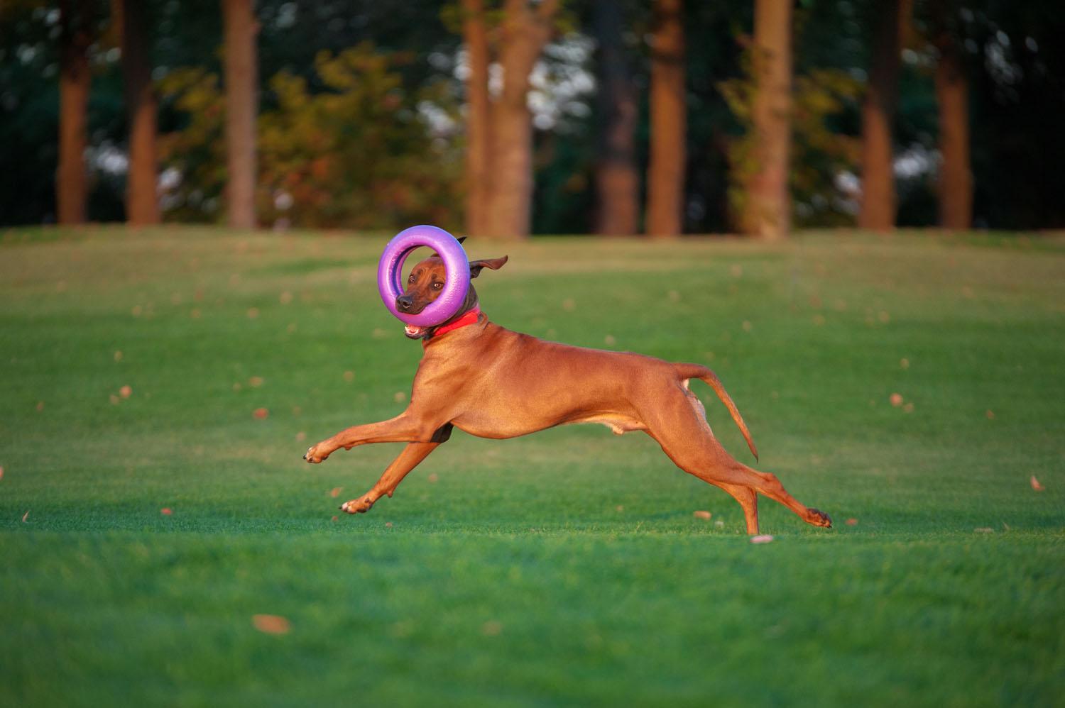 Тренировочный снаряд для собак Puller Maxi 30 см (6492) - фото 14