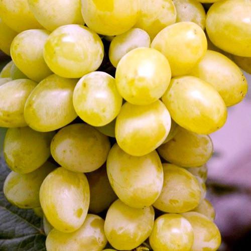 Сажанець Виноград Бостон ранній термін дозрівання/мускат/не розтріскується (155280)