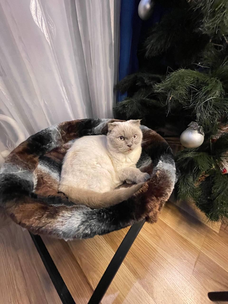 Гамак для кішок та собак Моніка 54 см (23180205) - фото 3 Гамак для кішок та собак Моніка 54 см (23180205) - фото 3