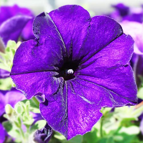Семена Петуния Florium карл. Алдерман (4996)