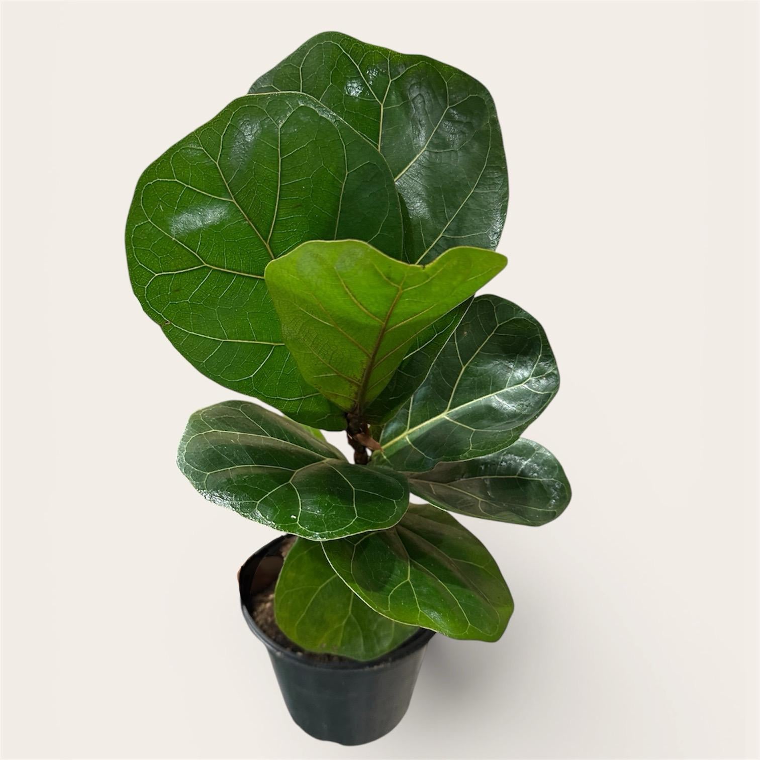 Фікус Лірата звичайний 40 см (33976727)