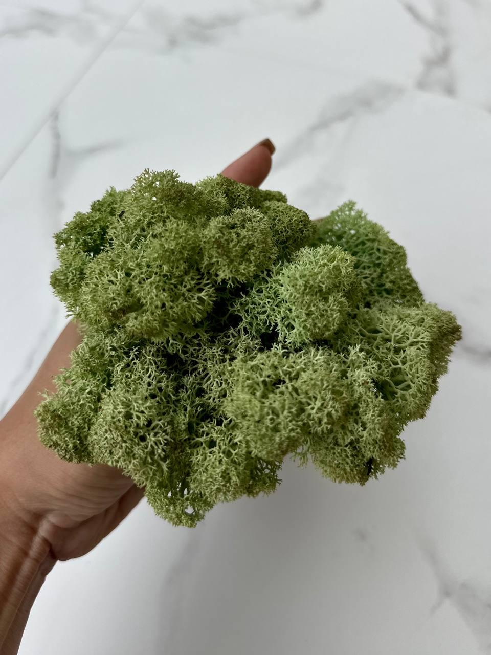 Стабилизированный мох Autumn (20698549) - фото 2 Стабилизированный мох Autumn (20698549) - фото 2