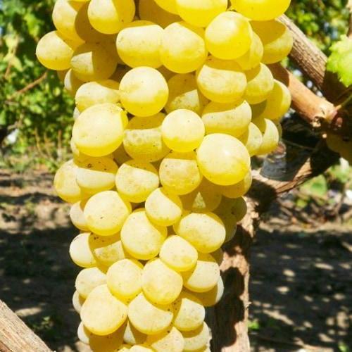 Саджанець Виноград Золотце кишмиш середньо-ранній термін дозрівання солодкий (101865)