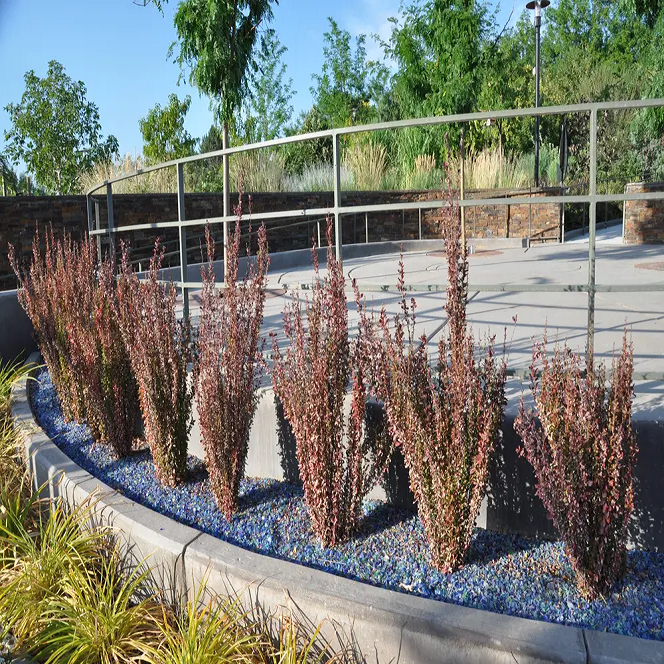 Саженец барбариса Тунберга Helmond Pillar Р9 (1037341909) - фото 4