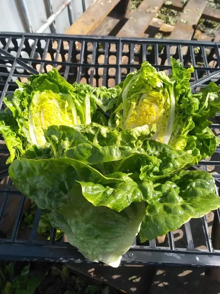 Насіння Салат Ромен Enza Zaden XAROMA 5 000 шт. (1993697009) Насіння Салат Ромен Enza Zaden XAROMA 5 000 шт. (1993697009)