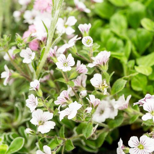 Гипсофилла Cerastioides Florium (10029) - фото 2 Гипсофилла Cerastioides Florium (10029) - фото 2