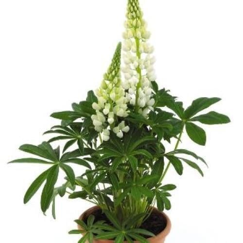 Семена цветов Люпин Lupini White Benary 50 шт. (BN08100-3)