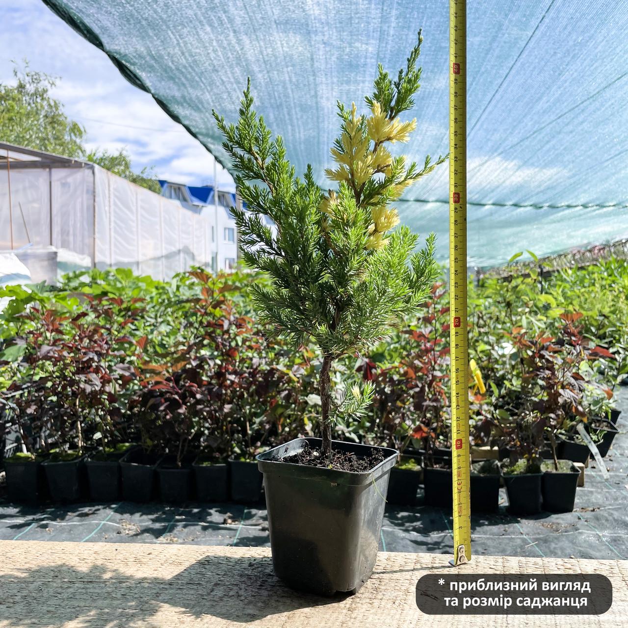 Саженец можжевельника китайского Juniperus chinensis Variegata Р9 (644894266) - фото 4 Саженец можжевельника китайского Juniperus chinensis Variegata Р9 (644894266) - фото 4