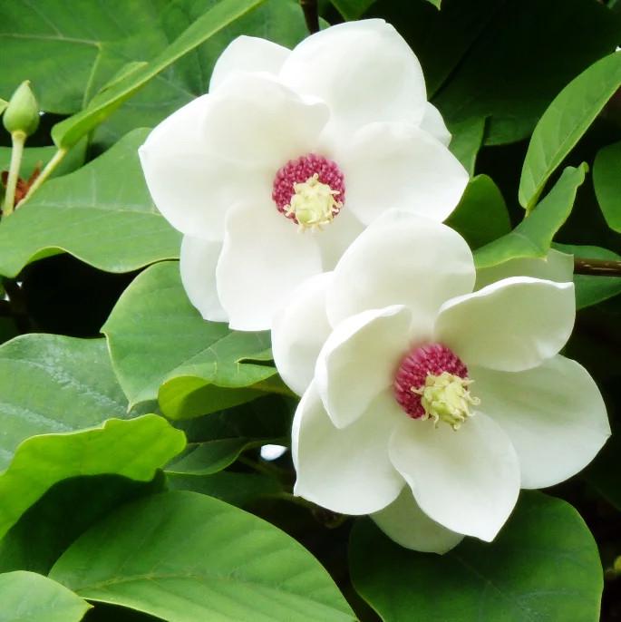 Саженец магнолии Magnolia sieboldii белая Р9 (1194886723) Саженец магнолии Magnolia sieboldii белая Р9 (1194886723)