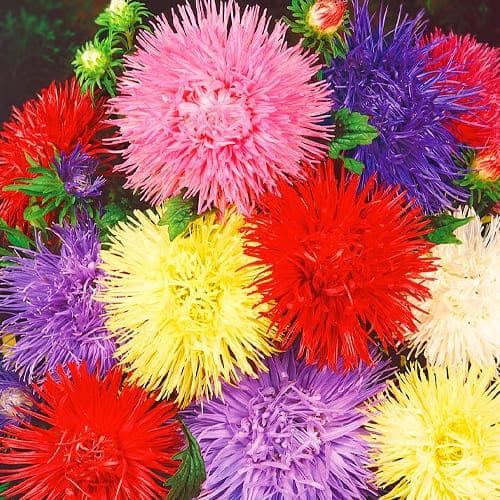 Семена Астра Florium Игольчатая смесь 3г (18911) - фото 2 Семена Астра Florium Игольчатая смесь 3г (18911) - фото 2