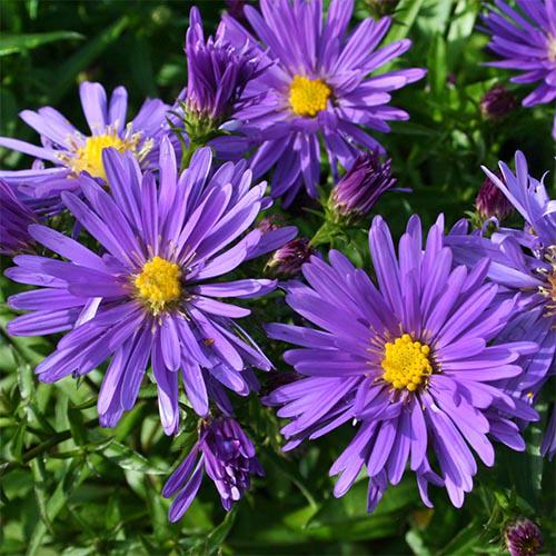 Астра Florium Blaue Laguna (10528)