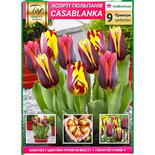 Преміум Мікс Касабланка Florium (15503)