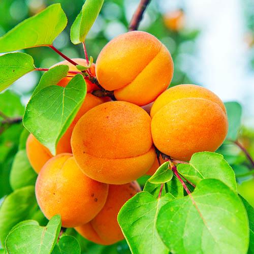 Абрикос Florium Харгранд (16040)