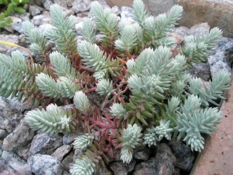 Саженец Седум/Очиток Sedum ewersii nanum Р9 (2-66)