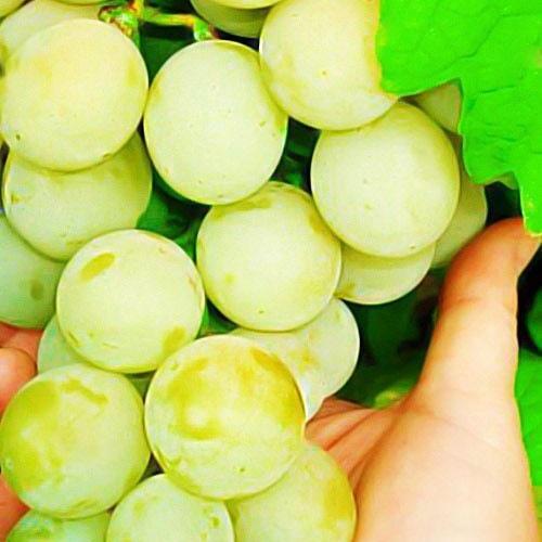 Сажанец Виноград Талисман (36280)