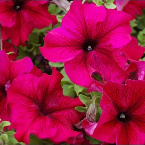 Семена цветов Петуния крупноцветковая Tango Burgundy Hem Genetics 1000 шт. (BN09410)