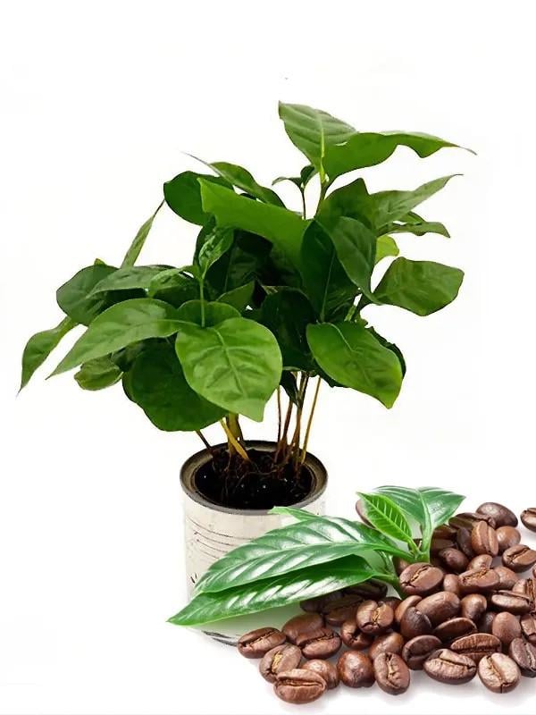 Семена кофе арабский карликовый Кафа комнатное кофейное дерево 3 шт.