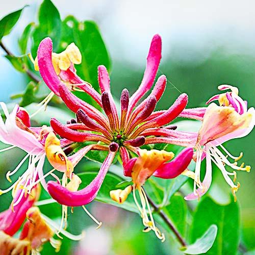 Жимолость Florium Belgica Select (10515)