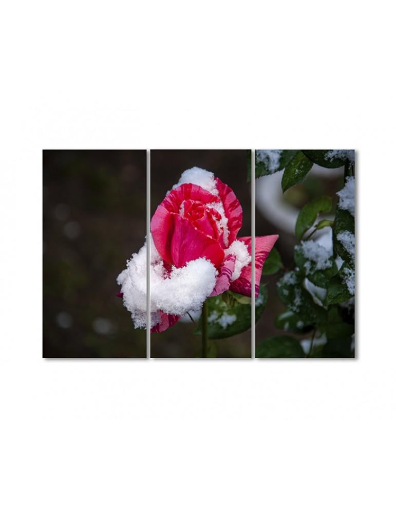 Картина модульная Роза в снегу 3 модуля 50x75 см
