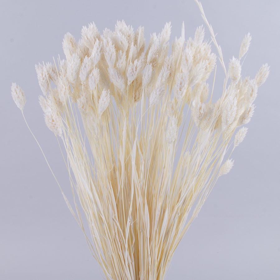 Сухоцвет Фалярис 100 г Белый (2149-1)