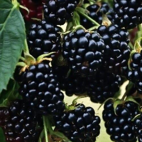 Сажанець Ожина ремонтантна рання Рубен Reuben (21305)