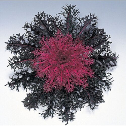 Насіння квітів Капуста декоративна Peacock F1 Red Takii seed 1000 шт. (BN08713)