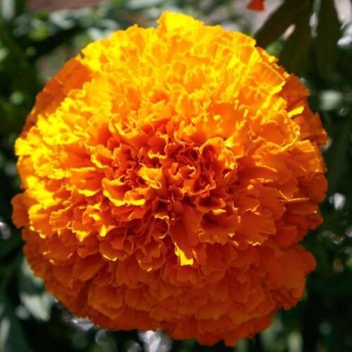 Семена цветов Sakata Бархатцы прямостоячие COCO F1 50 шт. Deep Orange (BN13144-3)