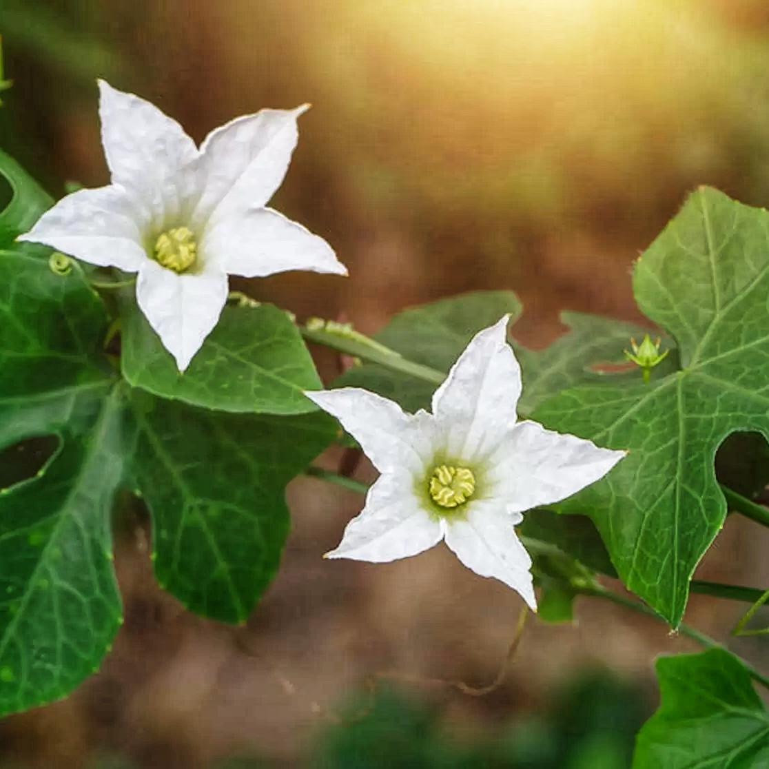 Насіння Кокцинія велика Coccinia grandis 5 шт. (2531856769) - фото 2