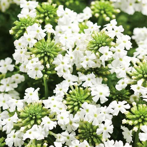 Насіння Вербена Florium гібридна Біла (17735) - фото 2 Насіння Вербена Florium гібридна Біла (17735) - фото 2