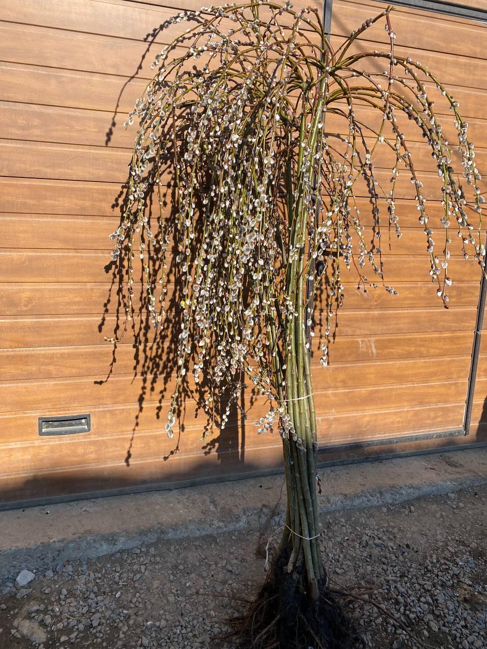 Плакуча верба на штамбі (12513518) - фото 2 Плакуча верба на штамбі (12513518) - фото 2