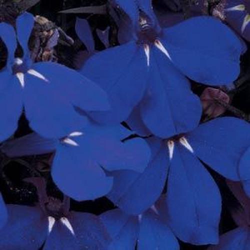 Семена цветов PanAmerican Лобелия черешковая RIVIERA MIDNIGHT BLUE 50 шт. (BN01425-3)