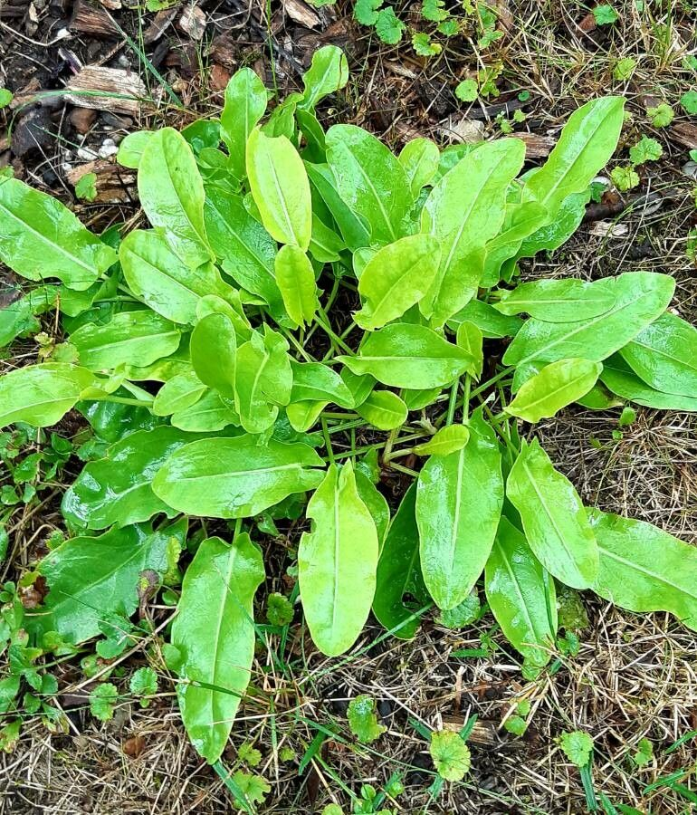 Семена Щавель широколистный 1 г 1400 шт. кислый ранний Rumex acetosa (RS-00911) Семена Щавель широколистный 1 г 1400 шт. кислый ранний Rumex acetosa (RS-00911)