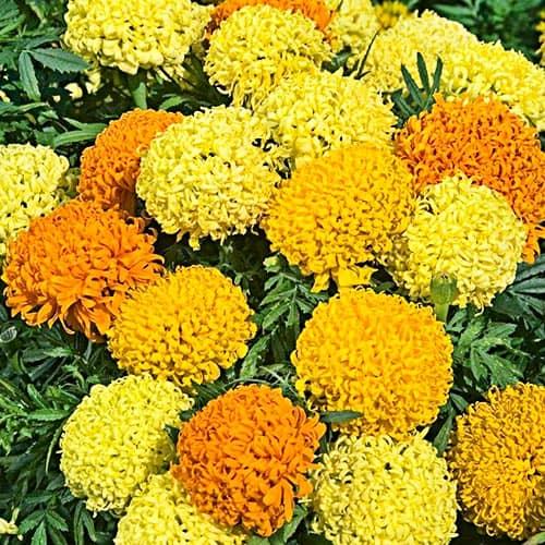 Семена Бархатцы Поллюкс Florium смесь