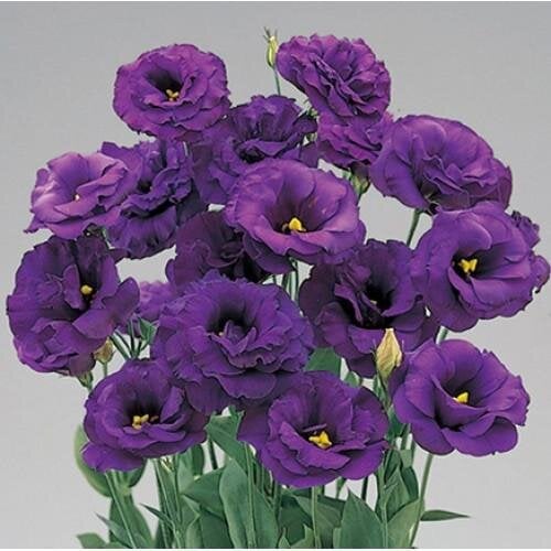 Семена цветов Эустома Лизиантус Super Magic Deep Blue Takii 50 шт. (BN08839-3)