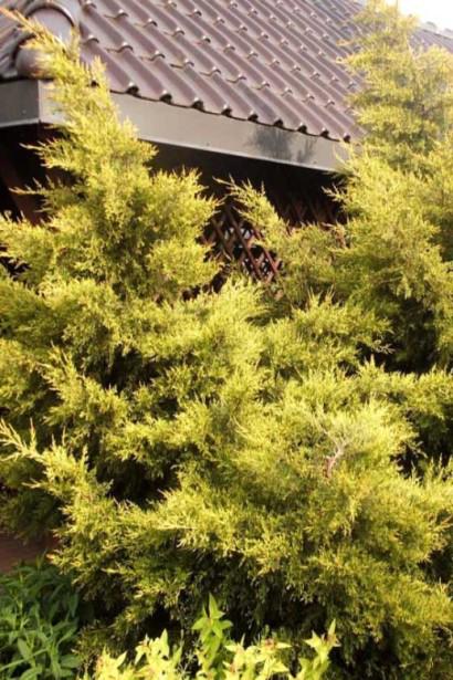 Можжевельник китайский Куривао Голд WRB (ХВ-2-12)