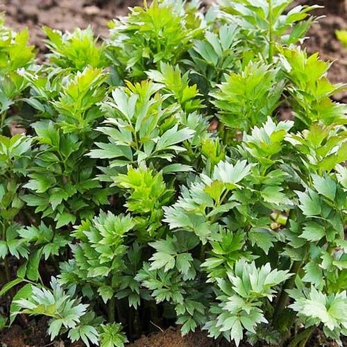 Семена Любисток (4262)