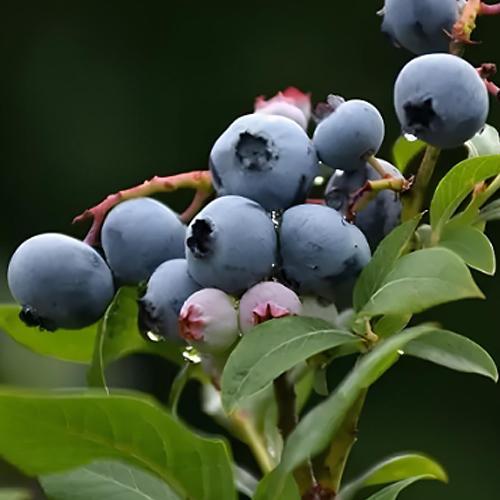 Саджанець Голубика Northland LMTD сортова вкорінена висота 50-70 см (188355)