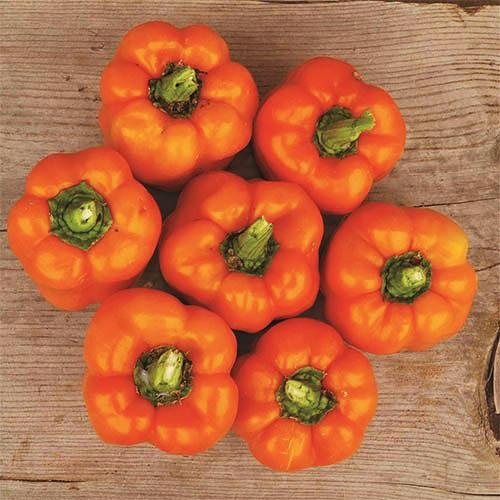 Семена Перець Florium Помаранчевий Етюд (13990)