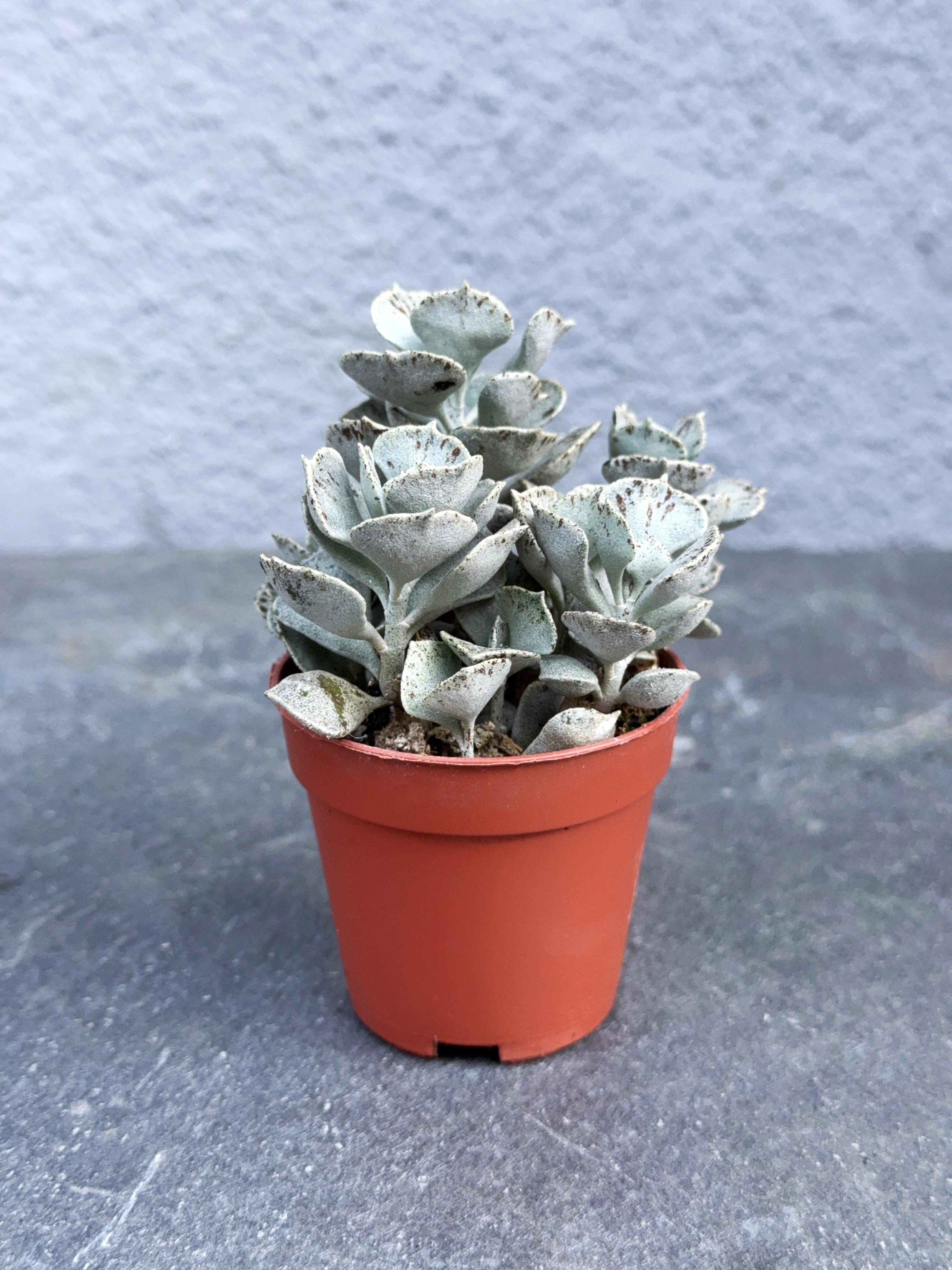 Сукулент Каланхое ромбовидно-волосистое Kalanchoe rhombopilosa 5 см