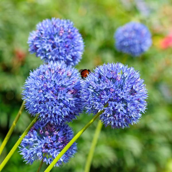 Цибуля декоративна Caeruleum 5 шт.