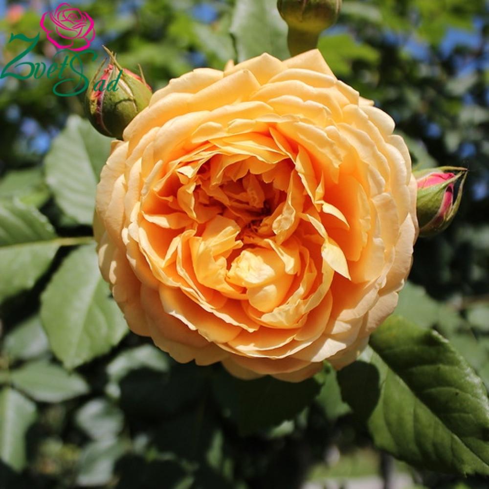 Троянда Velet англійська Golden Celebration в контейнері (2669429335) - фото 4 Троянда Velet англійська Golden Celebration в контейнері (2669429335) - фото 4