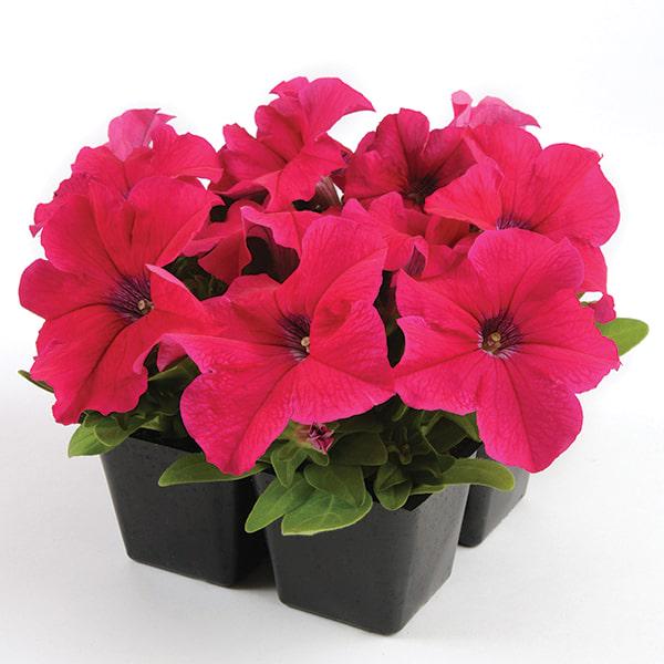 Насіння Петунія Грандифлора EZ Rider Rose ТД Гекса-Україна 02-01-175 500 шт. (IR003432)