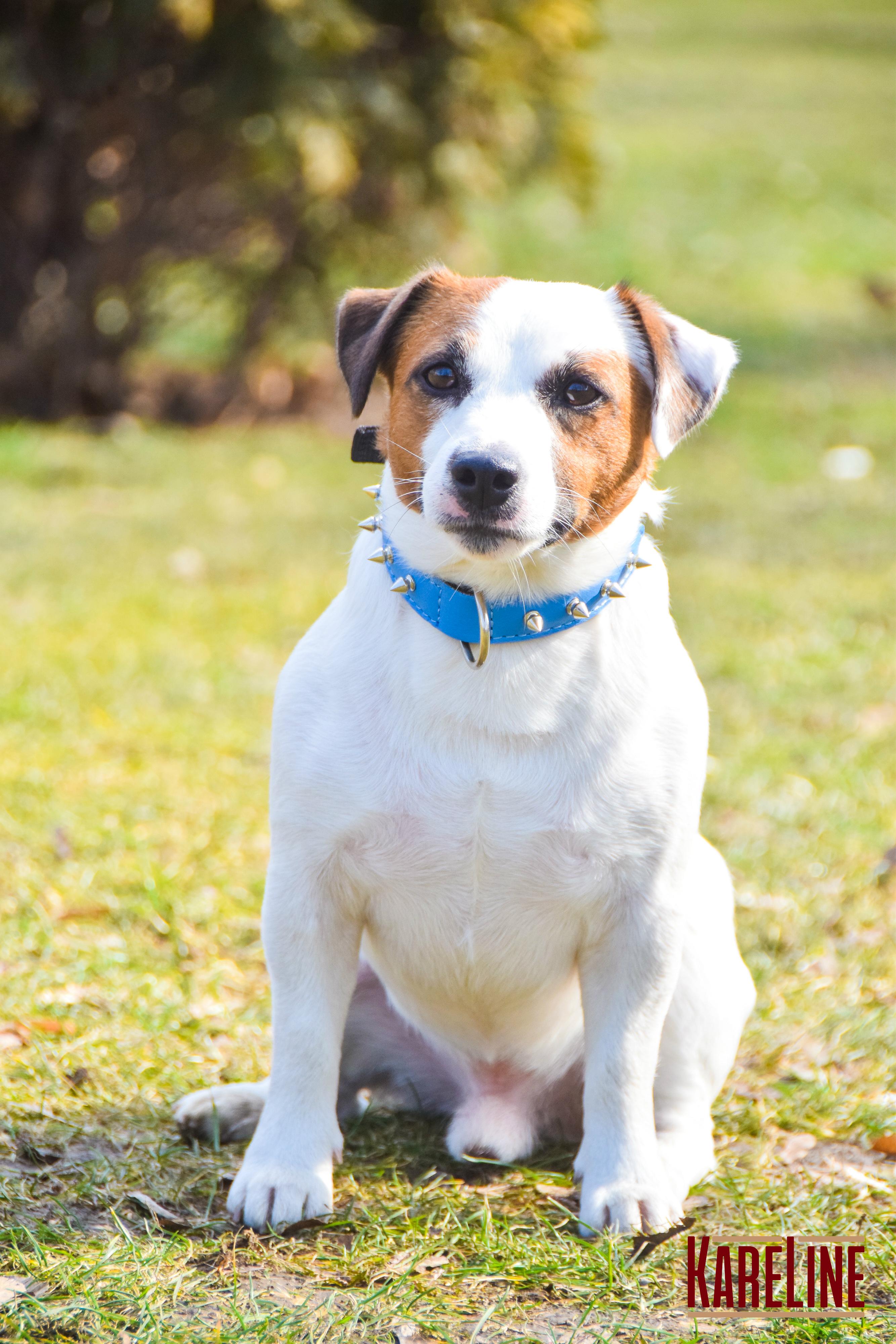Ошейник KareLine и натуральной кожи с заклепками 25 мм 370-440 мм (6603/9) - фото 3 Ошейник KareLine и натуральной кожи с заклепками 25 мм 370-440 мм (6603/9) - фото 3