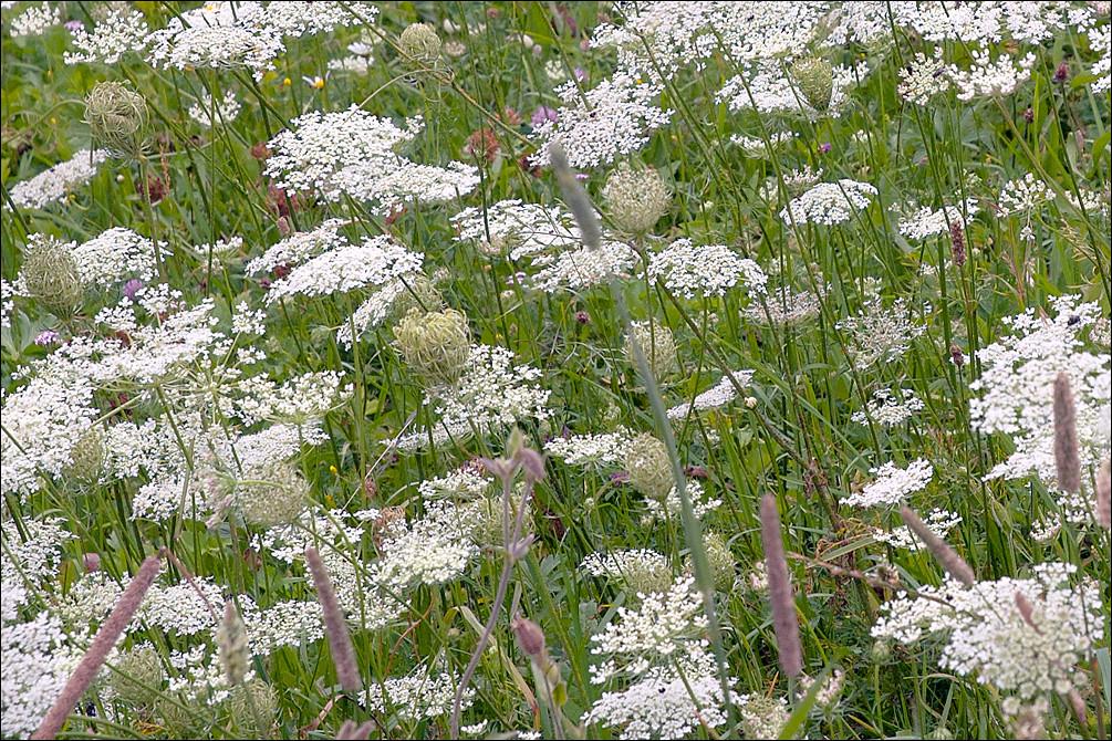 Насіння Морква дика Daucus carota 1 г/уп. - фото 3 Насіння Морква дика Daucus carota 1 г/уп. - фото 3